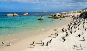 Boulders beach, False bay, South Africa. by Filip Staes 